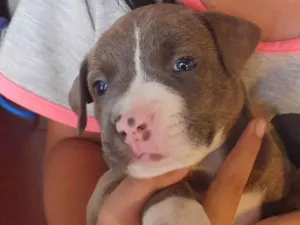 Cachorro raça SRD-ViraLata.  American bulix pitbul idade Abaixo de 2 meses nome babies