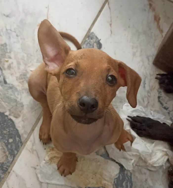 Cachorro ra a SRD-ViraLata idade 2 a 6 meses nome Pingo 