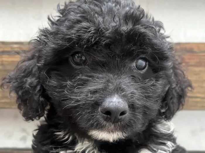 Cachorro ra a Mix de Poodle idade 2 a 6 meses nome Fausto 