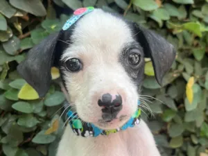 Cachorro raça SRD-ViraLata idade 2 a 6 meses nome Fernanda 