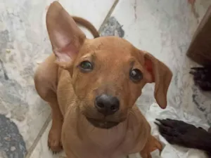 Cachorro raça SRD-ViraLata idade 2 a 6 meses nome Pingo 