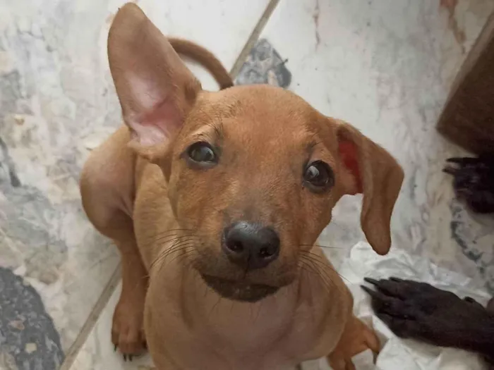 Cachorro ra a SRD-ViraLata idade 2 a 6 meses nome Pingo 