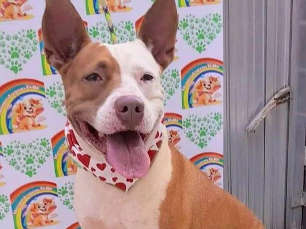 Cachorro ra a Pit-Bull idade 1 ano nome Eva