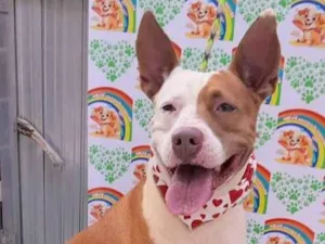 Cachorro raça Pit-Bull idade 1 ano nome Eva