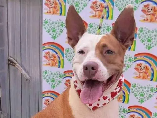 Cachorro ra a Pit-Bull idade 1 ano nome Eva