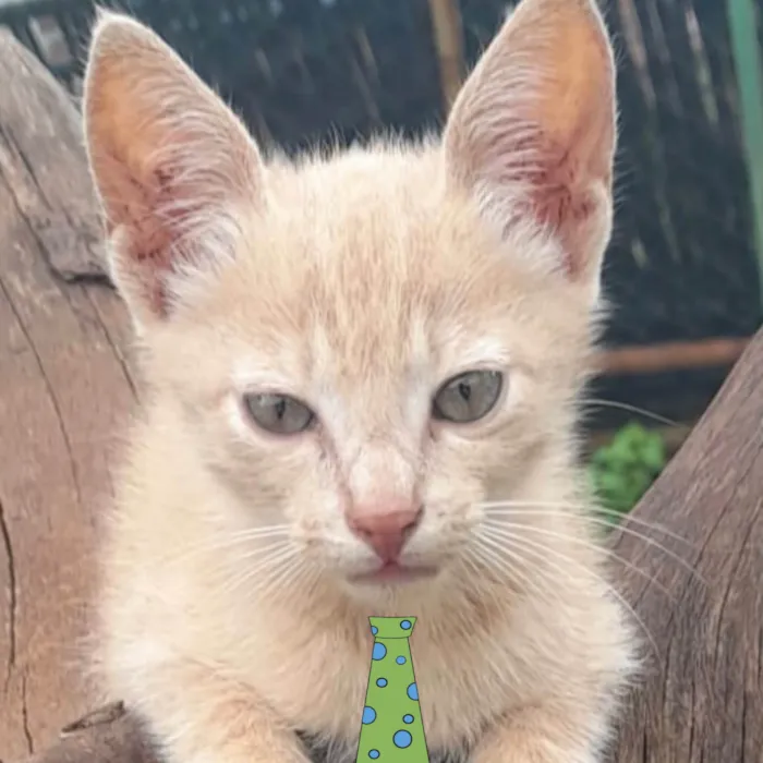 Gato ra a Mestico  idade 2 a 6 meses nome Nick 