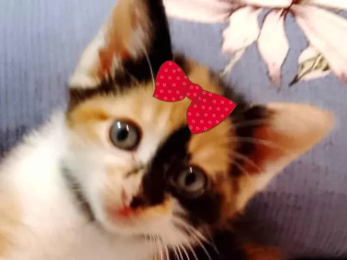 Gato ra a Mestica  idade Abaixo de 2 meses nome Sofia 