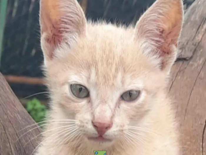 Gato ra a Mestico  idade 2 a 6 meses nome Nick 