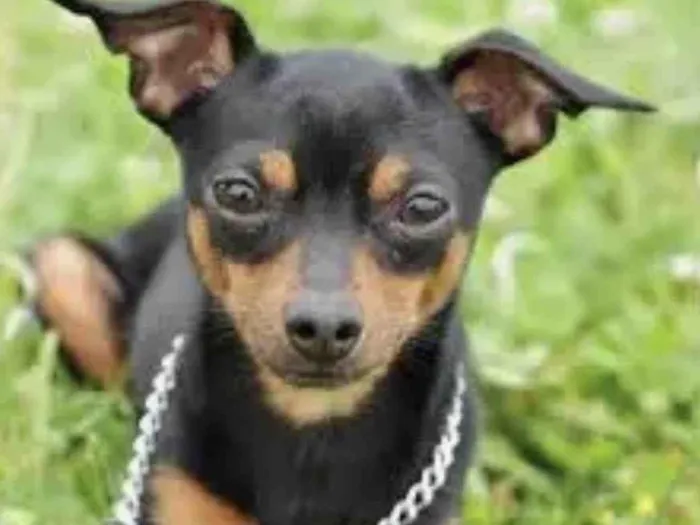 Cachorro ra a Pinscher  idade 7 a 11 meses nome Nico 