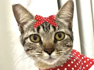 Gato raça Mestica  idade 7 a 11 meses nome Bia 
