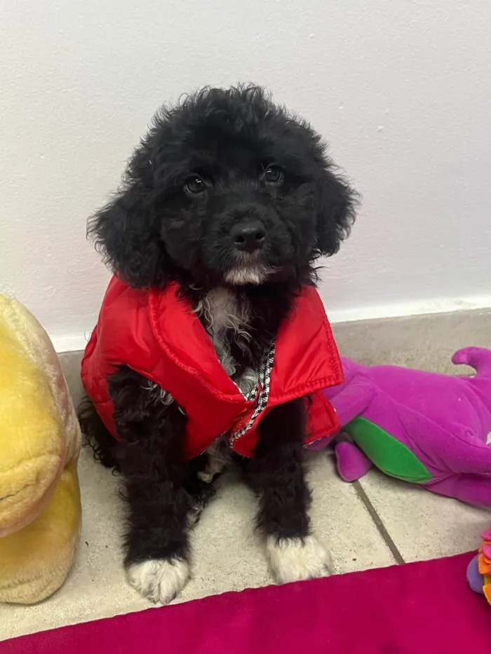 Cachorro ra a Mix de poodle idade 2 a 6 meses nome Fausto