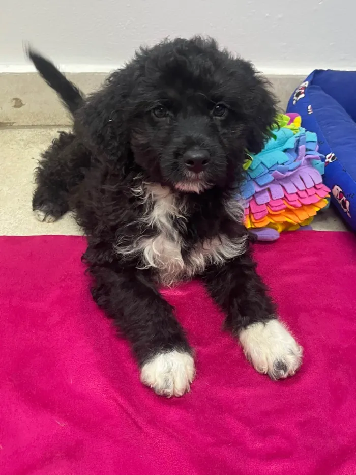 Cachorro ra a Mix de poodle idade 2 a 6 meses nome Fausto
