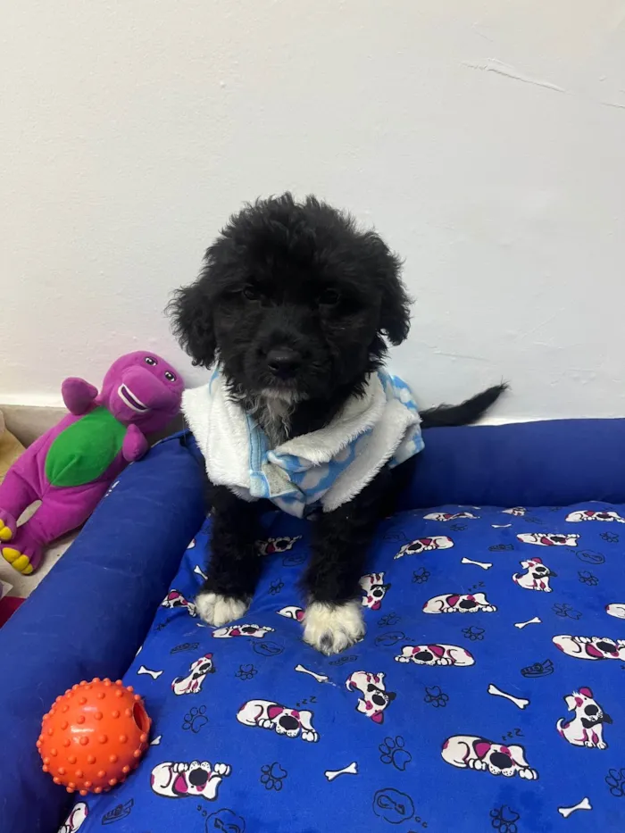 Cachorro ra a Mix de poodle idade 2 a 6 meses nome Fausto