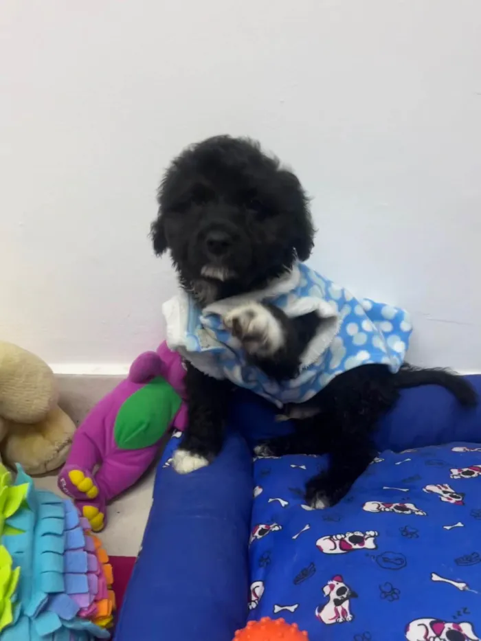 Cachorro ra a Mix de poodle idade 2 a 6 meses nome Fausto
