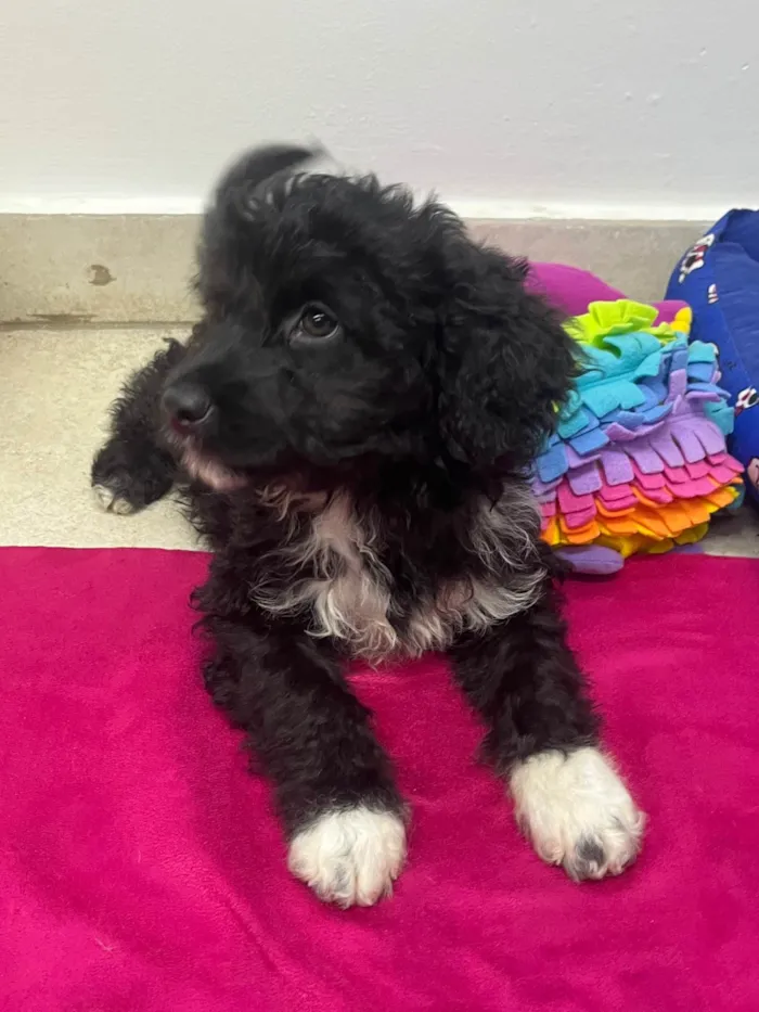 Cachorro ra a Mix de poodle idade 2 a 6 meses nome Fausto