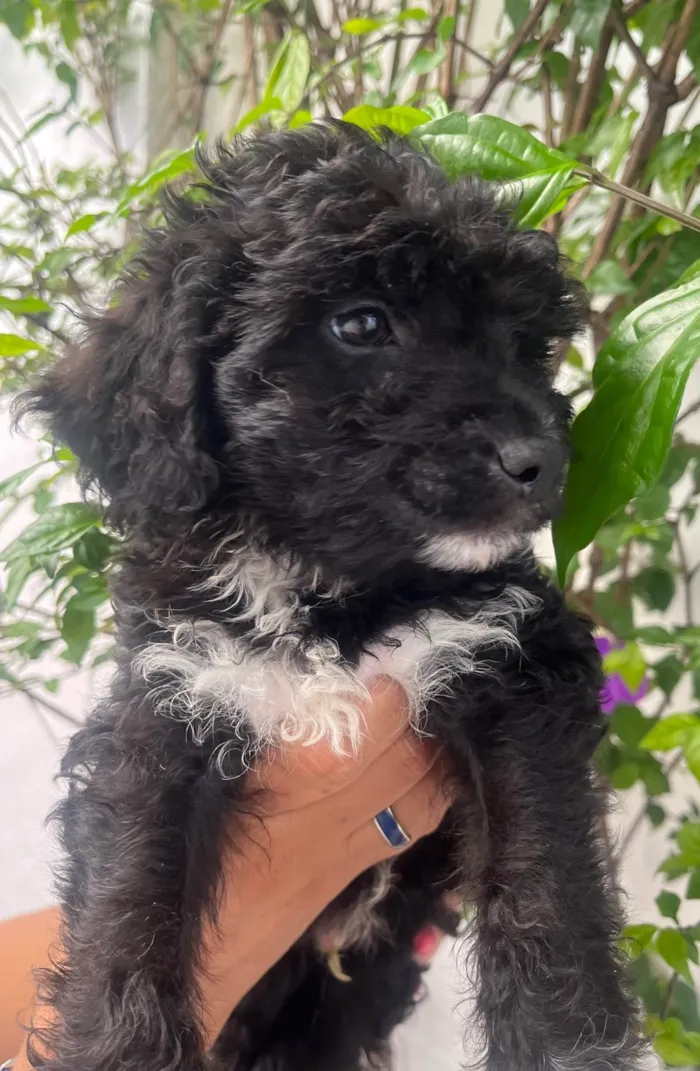 Cachorro ra a Mix de poodle idade 2 a 6 meses nome Fausto