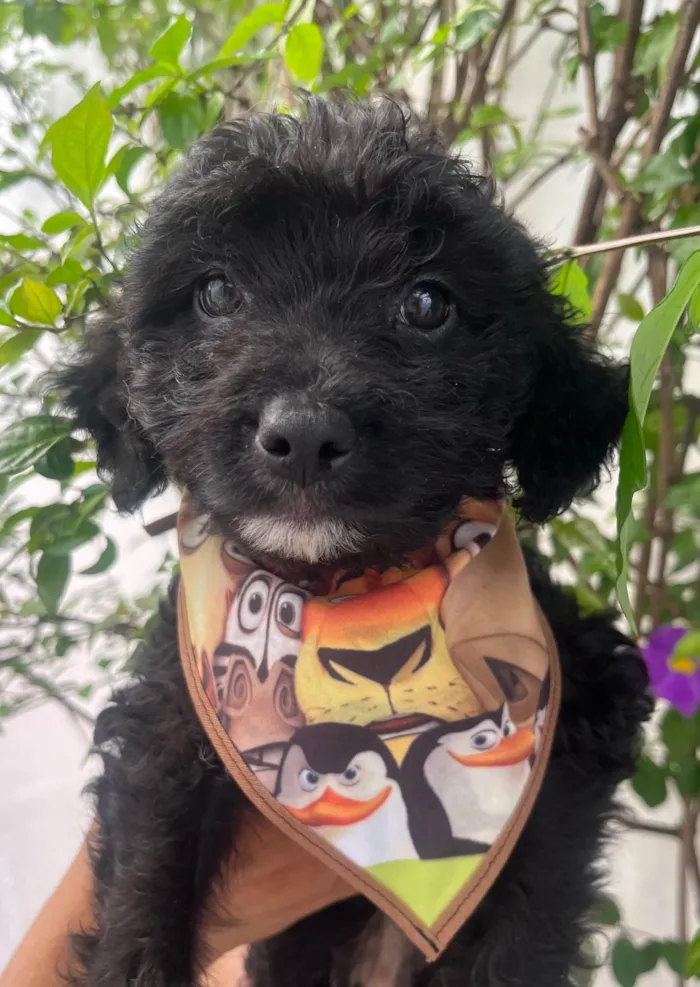 Cachorro ra a Mix de poodle idade 2 a 6 meses nome Fausto