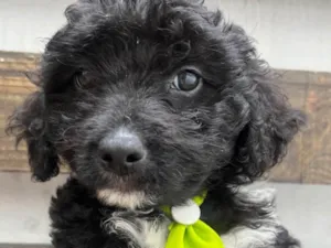 Cachorro raça Mix de poodle idade 2 a 6 meses nome Fausto