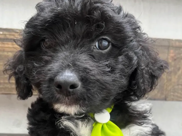 Cachorro ra a Mix de poodle idade 2 a 6 meses nome Fausto