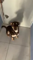 Chico Moedas
