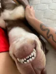 Chico Moedas