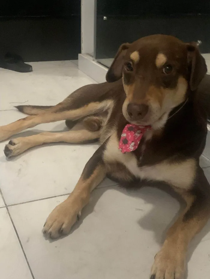 Cachorro ra a SRD-ViraLata idade 2 anos nome Chico Moedas