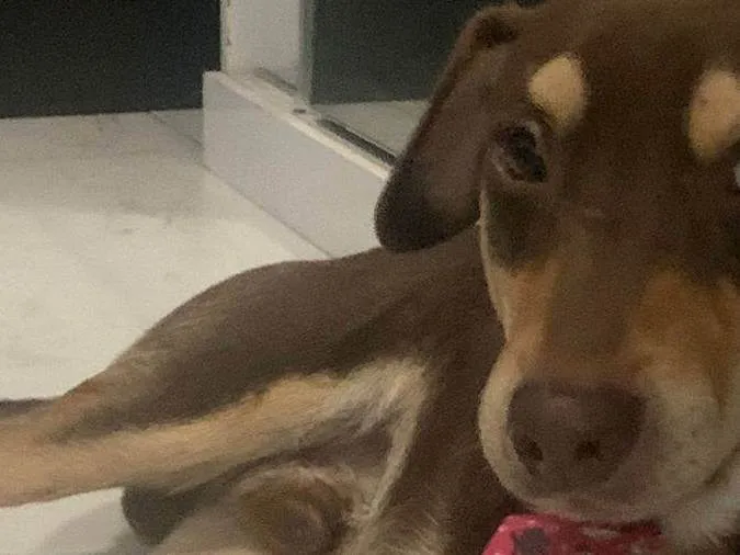 Cachorro ra a SRD-ViraLata idade 2 anos nome Chico Moedas