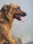 Kiara