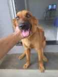 Kiara