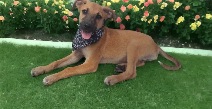 Cachorro ra a Srd idade 2 a 6 meses nome Bolt