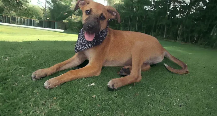 Cachorro ra a Srd idade 2 a 6 meses nome Bolt