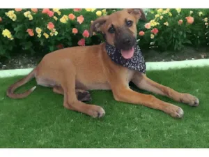 Cachorro raça Srd idade 2 a 6 meses nome Bolt