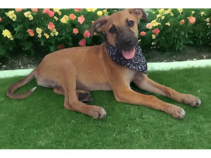 Cachorro ra a Srd idade 2 a 6 meses nome Bolt