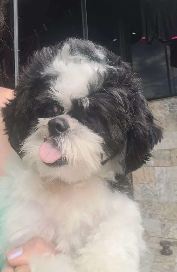 Cachorro ra a Shih-tzu idade 1 ano nome Dara