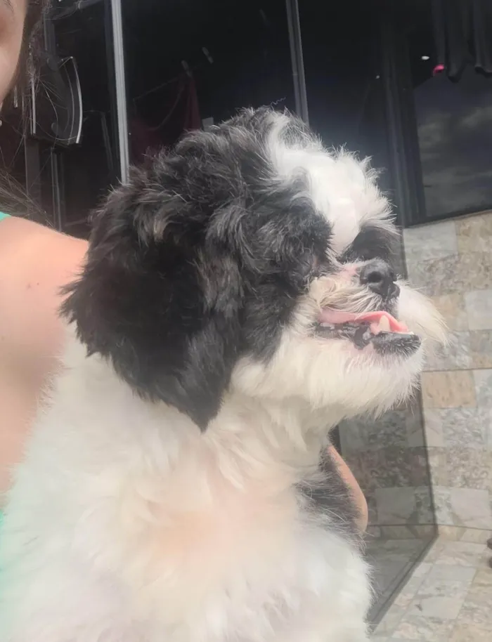 Cachorro ra a Shih-tzu idade 1 ano nome Dara