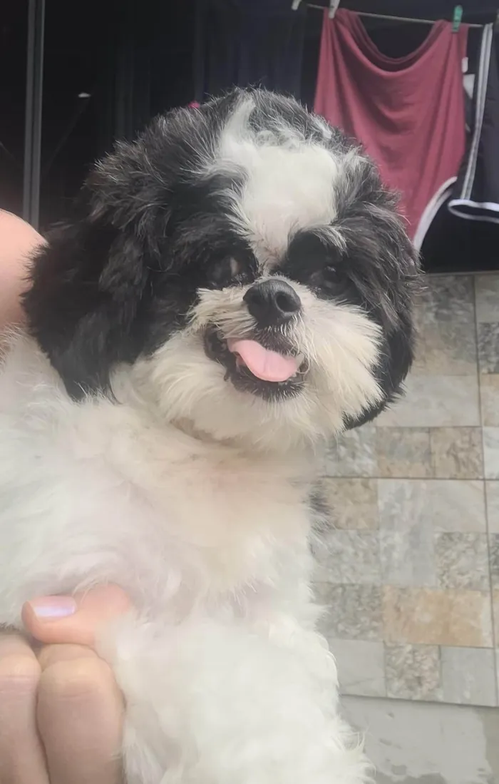 Cachorro ra a Shih-tzu idade 1 ano nome Dara