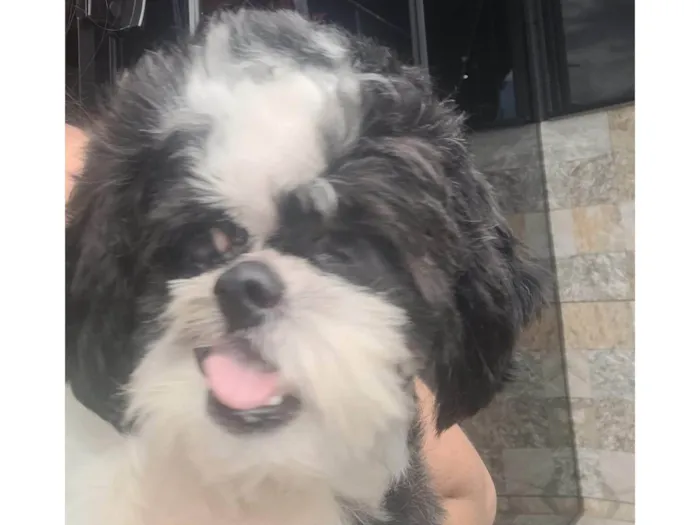 Cachorro ra a Shih-tzu idade 1 ano nome Dara