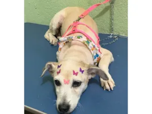 Cachorro raça Salsinha com viralata idade 5 anos nome Lily