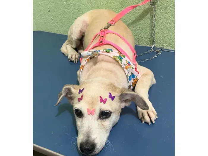 Cachorro ra a Salsinha com viralata idade 5 anos nome Lily