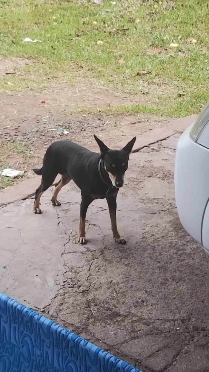 Cachorro ra a Pinscher idade  nome Não sei 