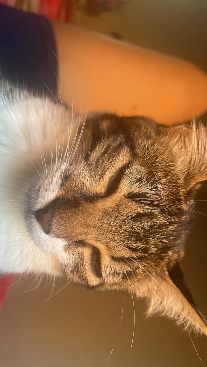 Gato ra a  idade 2 a 6 meses nome Ágata