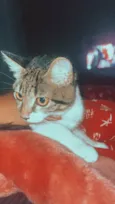 Ágata