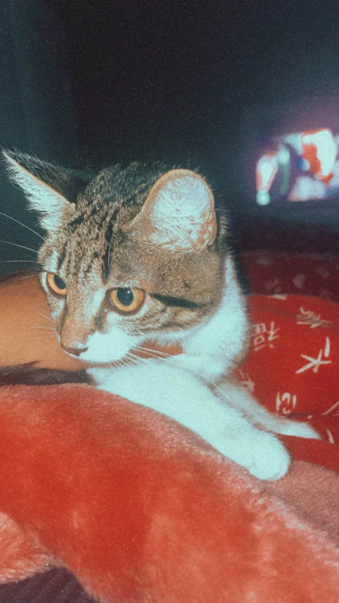 Gato ra a  idade 2 a 6 meses nome Ágata