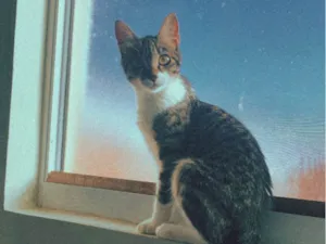 Gato raça  idade 2 a 6 meses nome Ágata