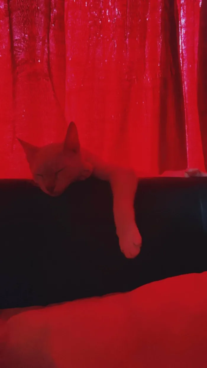 Gato ra a  idade 2 a 6 meses nome Alaska
