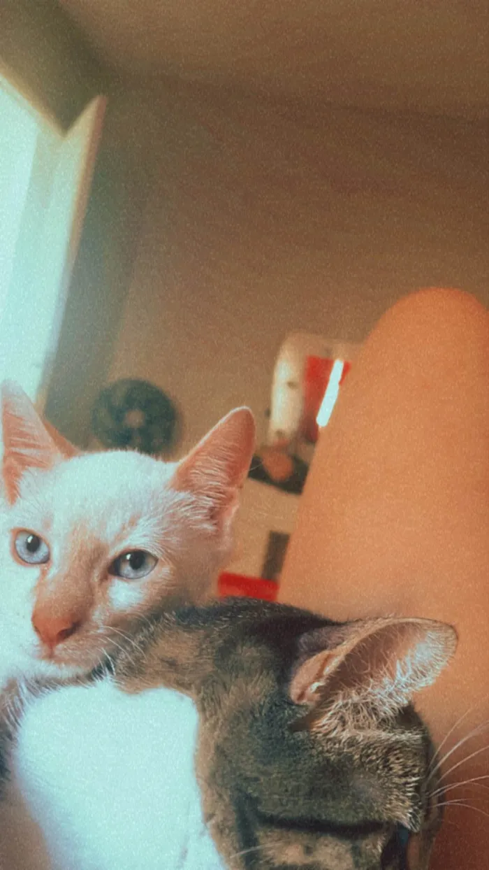 Gato ra a  idade 2 a 6 meses nome Alaska