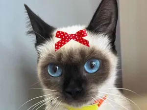 Gato raça Siamesa  idade 2 a 6 meses nome Nicole 