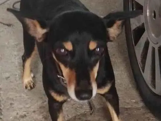 Cachorro ra a Pinscher idade  nome Não sei 