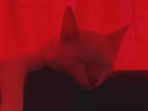 Gato raça  idade 2 a 6 meses nome Alaska