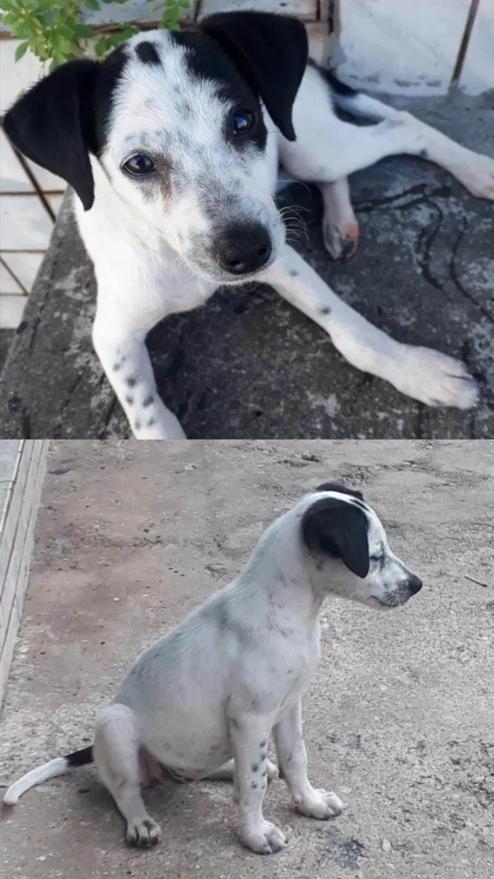 Cachorro ra a SRD-ViraLata idade 2 a 6 meses nome Flash e Panqueca 